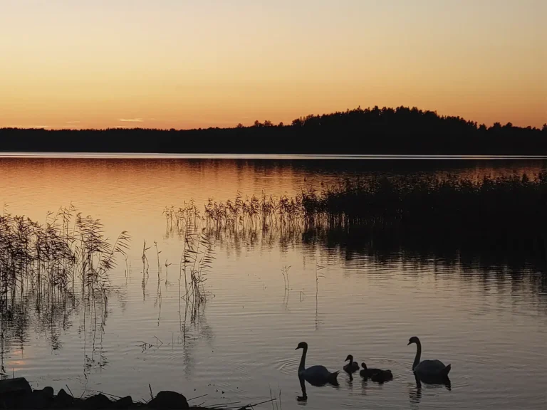 Mökkirannan asukkaita ovat linnut poikasineen.
