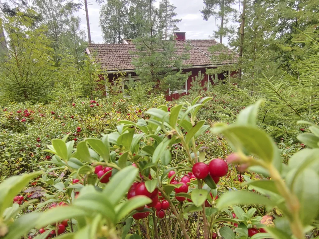 Näsinlinnan takana on mäntymetsää ja puolukkaaa